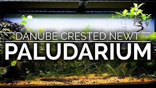 Danube Crested Newt Trickling Waterfall Paludarium | Step by Step