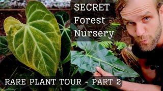 AMAZING Anthuriums, Philodendrons and more in PART 2 of our SECRET FOREST NURSERY TOUR