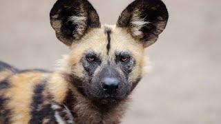 Painted Hunters: The Untold Symphony of African Wild Dogs 4K