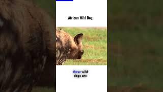African Wild Dog