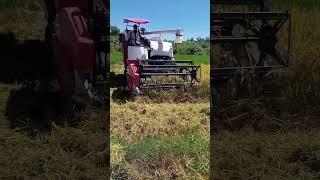 YANMAR AW70GV HARVESTER paddy cutting  MACHINE viral video my channel please  subscribe