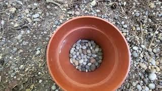 Collecting Pebbles for a bee friendly water bowl @ Shirley Hills