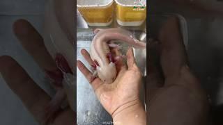 Axolotl | Mexican Walking Fish