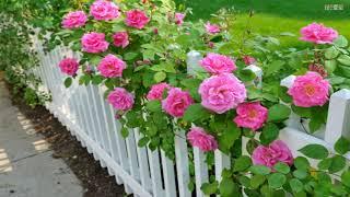 The most beautiful rose fences in the world