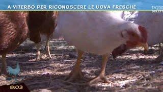 A Viterbo per riconoscere le uova fresche