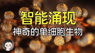 拥有智慧的单细胞生物 - 粘液霉菌 | 智能不需要大脑?