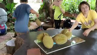 Durian feast at an Eco Farm in Johor