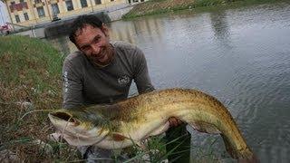 WELS CATFISH IN SPINNING WITH SPOON  by CATFISH WORLD