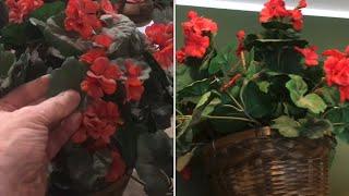 how to CLEAN “silk plants and flowers￼”