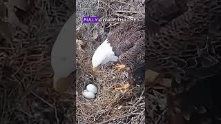 Eagle dad’s unexpected mishap:A parenting disaster#animals #birds #eagle #foryou