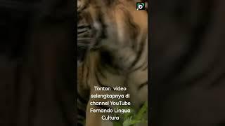 Harimau Sumatera Pemangsa Manusia : MAN EATER-SUMATRAN TIGER