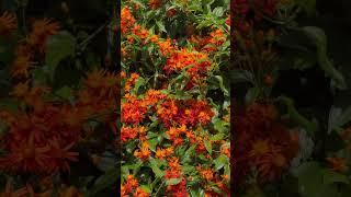 The pollinators are noticing the Mexican Flame Vine.#pollinators #pollinatorgarden #butterfly