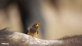 Birding bliss in the bush- SafariLIVE Sunrise - 24 November 2024