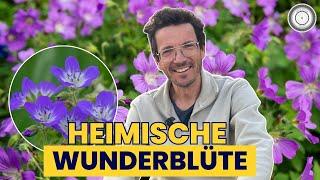 VÖLLIG unterschätze heimische Staude. Langlebig und robust! WALDSTORCHSCHNABEL - Geranium sylvaticum