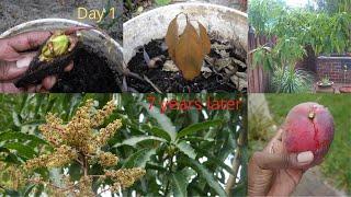 Growing a mango tree, from seed to fruits in 8 minutes (time