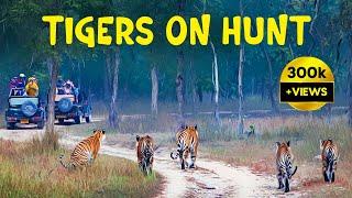 Tigers of Panna (P151) - Panna Tiger Reserve - 4K Video Hindi | हिन्दी