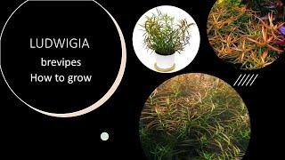 Ludwigia brevipes | Aquarium Plant | How To Grow Plant | English Subtitles