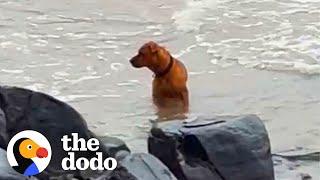 Abandoned Dog Wanders Beach Looking For His Owner | The Dodo