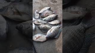 Alkhamdulillah Misua Mancing dapat Ikan Nila segini banyaknya rejeki nomplok dach 