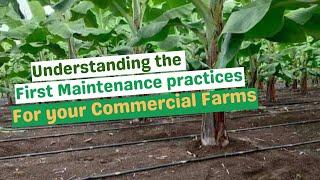 THE FIRST MANAGEMENT PRACTICES FOR YOUR PLANTAIN FARMS/ Key Practices for Thriving Plantain Farms