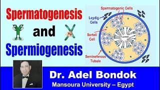 Spermatogenesis and Spermiogenesis, Dr Adel Bondok