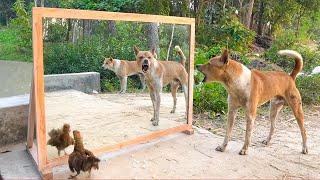 Angry dogs vs mirror reaction | Funny dogs fighting mirror | Amazing mirror reactions on dog
