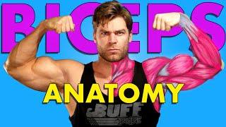 Biceps Anatomy | Breaking Down the Best Bicep Exercises for Maximum GROWTH