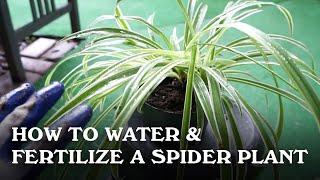 How to Water & Fertilize a Spider Plant.