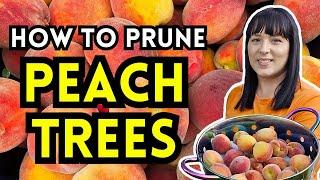 Harvest More Peaches: 3 Easy Steps To Pruning Peach Trees For Maximum Production