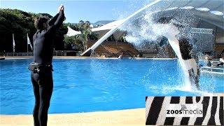 ORCA Morgan TRAINING at Loro Parque (UNCUT) #THROWBACK | zoos.media