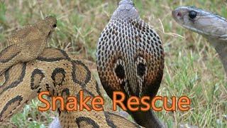 Snake Rescue 101