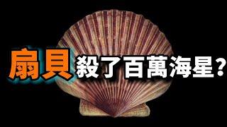 扇貝：它是進化最成功的貝類，不僅長了200隻眼睛，且還會遊泳，神秘的數百萬隻海星之死和扇貝有關嗎？極品海鮮扇貝的真相！