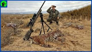 How Do Texas Hunters Dealt With 500,000 Bobcats With Rifles | Farming Documentary