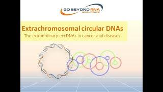 Extrachromosomal circular DNAs- The extraordinary eccDNAs in cancer and diseases