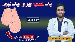 Why One Testis Lower Than Another | Testis Up And Down Problem | Testis Upar Niche Kyun Hota Hai?