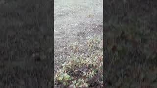 поганки оставил европейцам)) #шортс