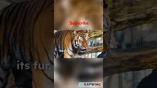 Jungle stories by kapwing Ai/A story of a cat and a tiger/Subscribe for more #aiart #video
