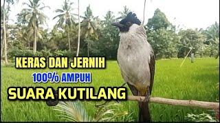 Suara pikat kutilang ampuh 100%bikin kutilang liar emosi durasi panjang | cocok Panggilan & Masteran