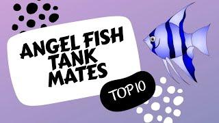 TOP 10 ANGEL FISH TANK MATES