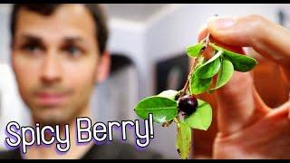 Taste Testing a Rare Spicy Berry (Amomyrtus Meli) - Weird Fruit Explorer