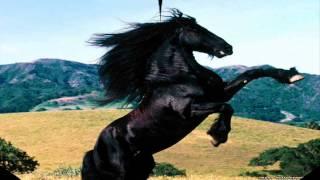 Horse Sounds - Horses Neighing