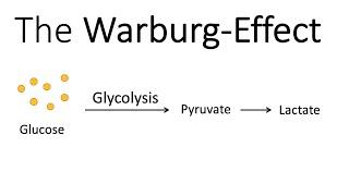 The Warburg-Effect - Glucose Metabolism in Cancer