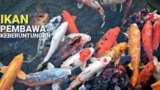 4 JENIS IKAN HIAS AIR TAWAR PEMBAWA KEBERUNTUNGAN  DAN JUGA BANYAK HOKI