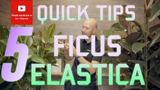 5 Quick Tips Ficus elastica🪴