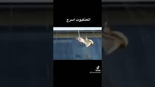 العنكبوت اسرع