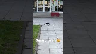 Smart raven 