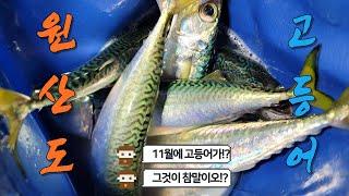 보령 원산도 학꽁치 탐사 낚시를 갔는데 이게 왠걸요...!!??(빨딱찌)