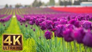 4K - Tulip Flowers - 2 Hours Relaxation Video | Skagit Valley Tulip Festival in WA State - Episode 1