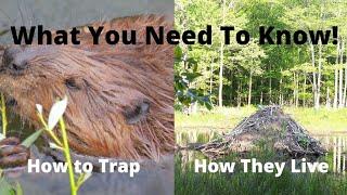 Beaver Facts! How They Live & How to Trap!