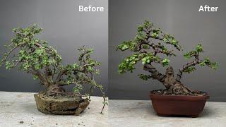 Making Bonsai From Jade Plant | Pruning | Repotting | Wiring | Portulacaria Afra